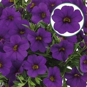 Afbeelding van Calibrachoa P12 Deep blue